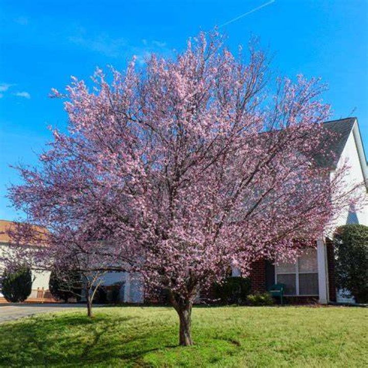 Are flowering plum trees messy?