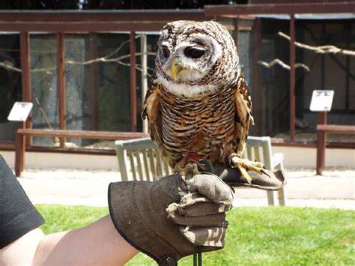 Can owls be domestic pets?