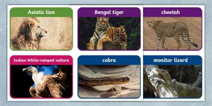 How many animals are named in India?