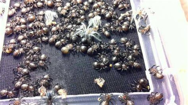 How often do versicolor slings molt?