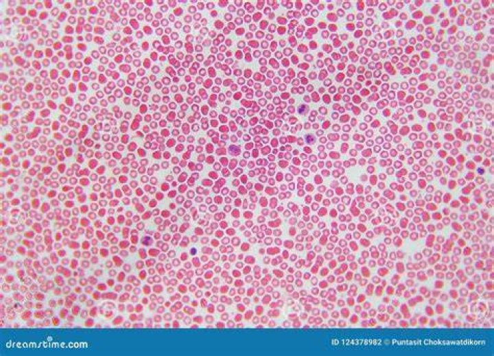 Is Human blood a tissue?