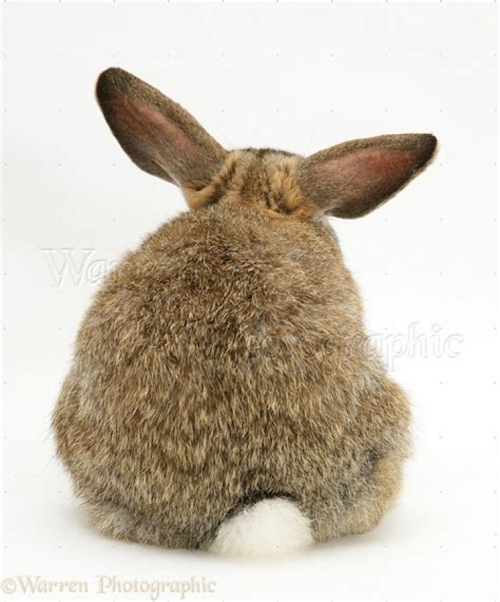 Is it bad to put a rabbit on its back?