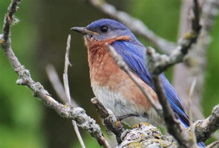 Is the Eastern Bluebird rare?