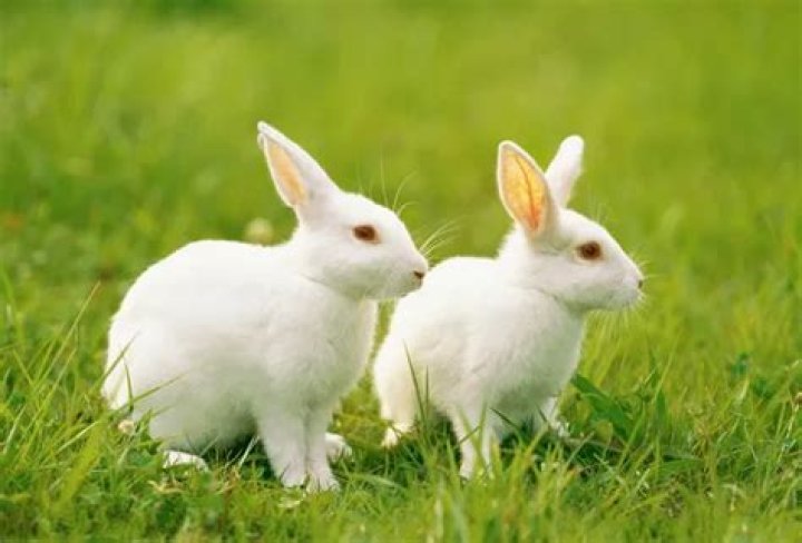 Should lionhead rabbits be kept in pairs?