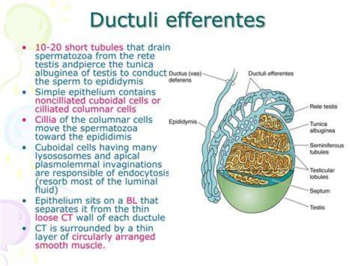 What are ductuli efferentes?