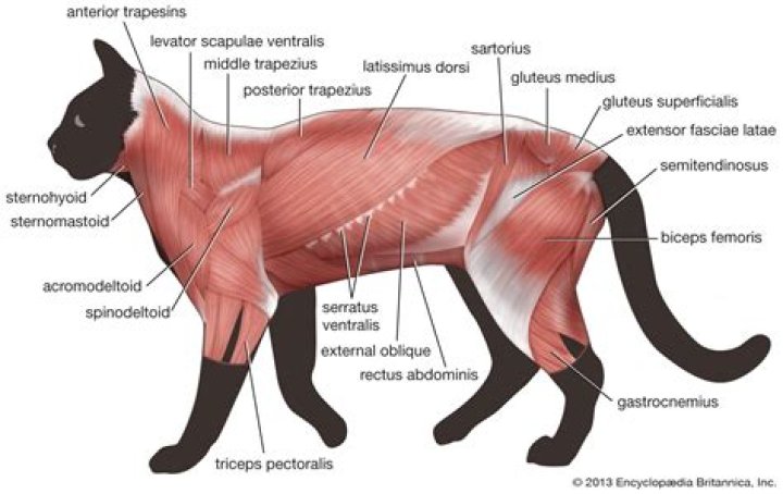 What are the axial muscles of a cat?