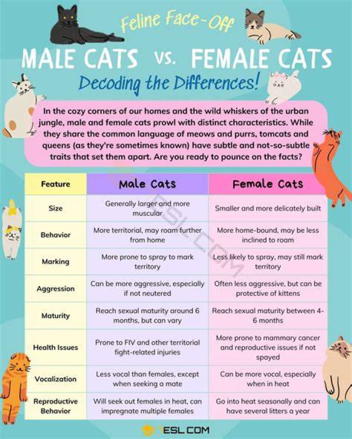 What are the main differences between male and female cats?