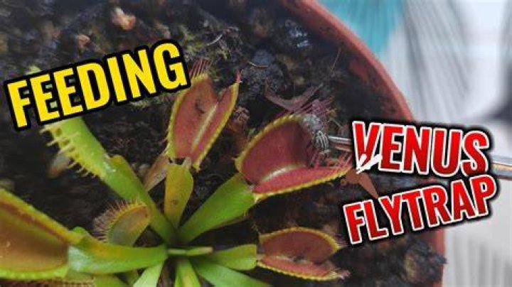What can I feed my Venus flytrap?