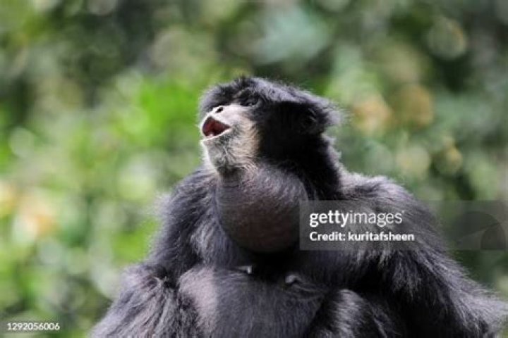 What is a gibbon call?