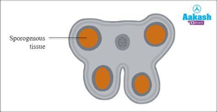 What is the definition of Sporogenous tissue?