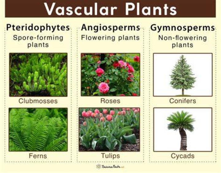 What is the definition of vascular seed plants?