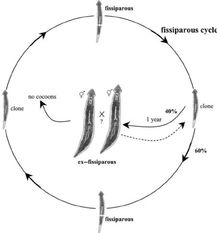 What is the life cycle of a planarian?
