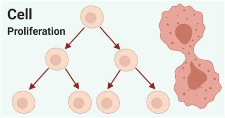 What is the meaning of cell proliferation?