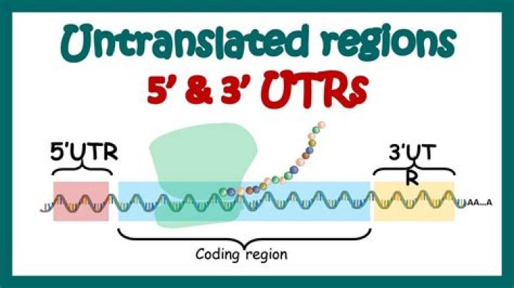 What is the purpose of the 5 UTR?