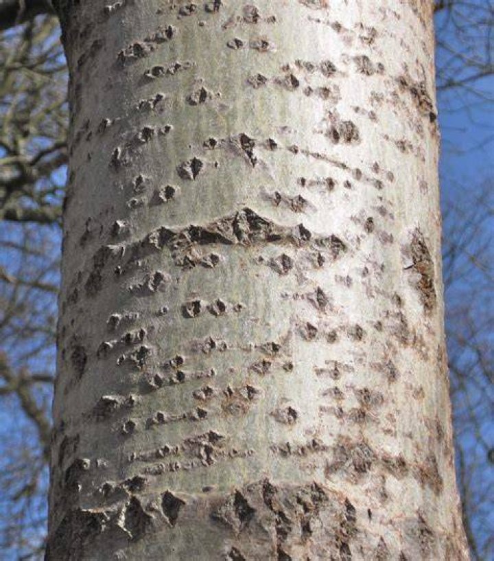 What kind of trees have smooth bark?