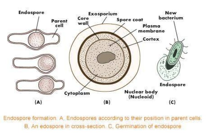 Where are endospores located within the cell?