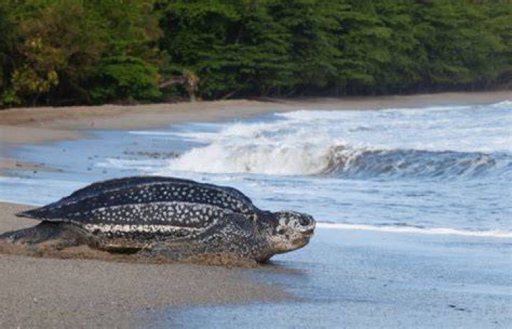 Where can you see leatherback turtles in Trinidad?