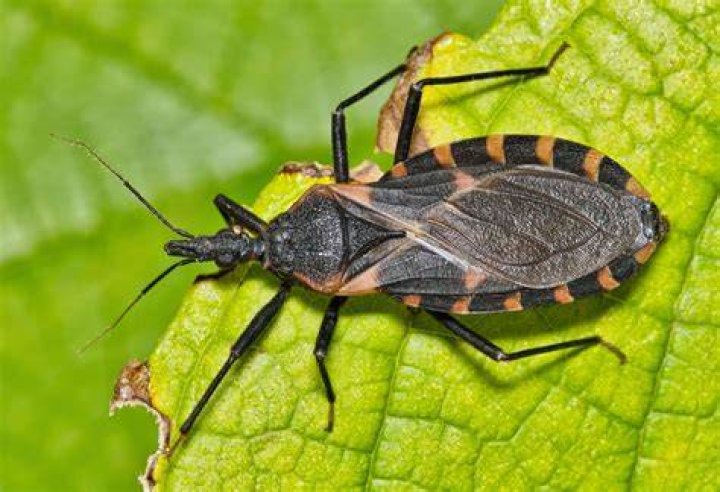 Where do assassin bugs live in the US?